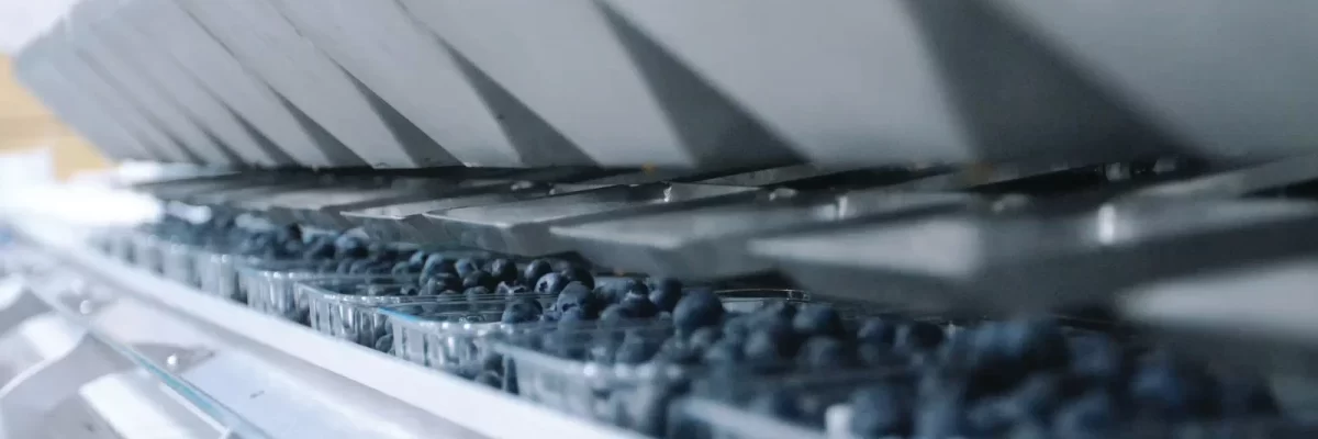 blueberries packing